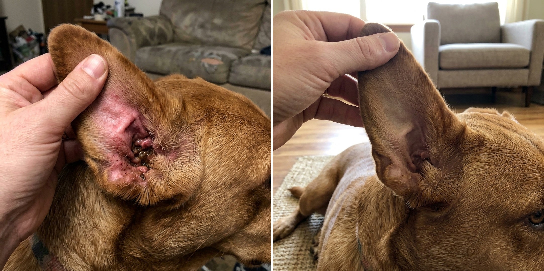 Dog ear before and after Good Gut Daily