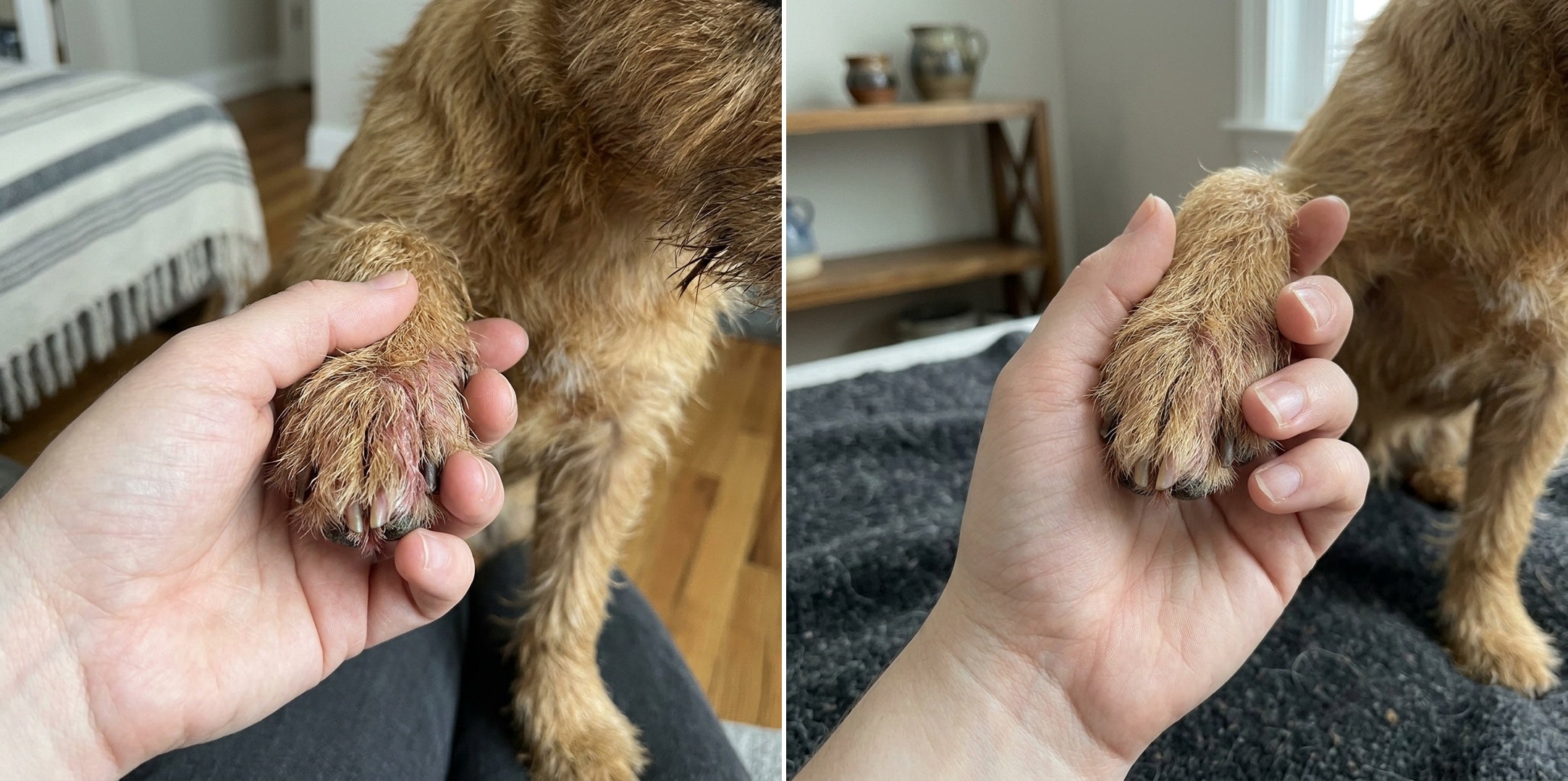 Dog paw before and after Good Gut Daily
