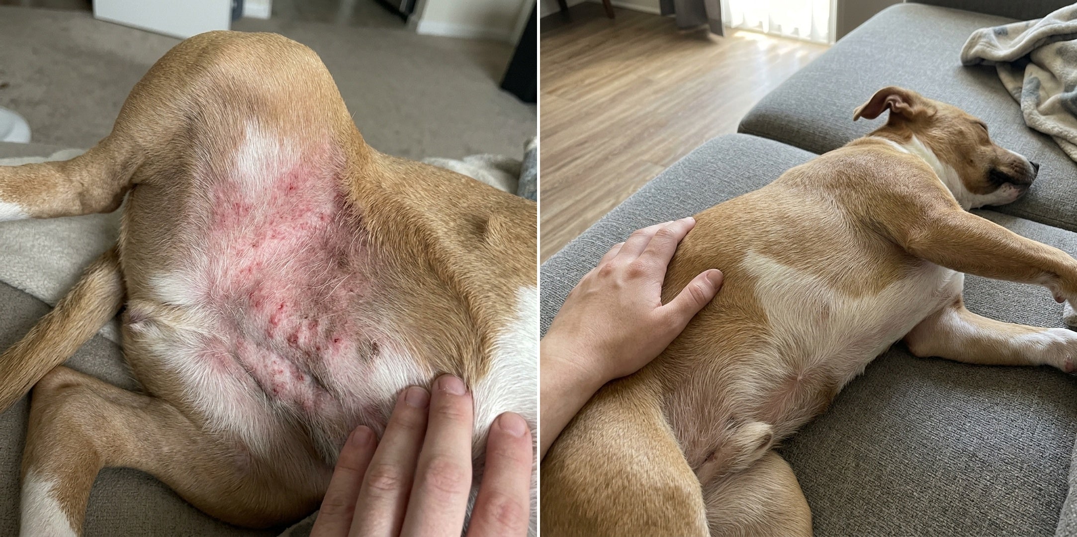 Dog skin before and after Good Gut Daily